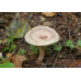 Мицелий Млечника жгуче-млечного / Млечник садовый (Lactarius pyrogalus)